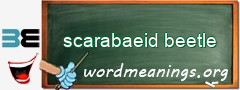 WordMeaning blackboard for scarabaeid beetle
